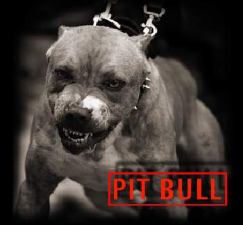 image: pitbull